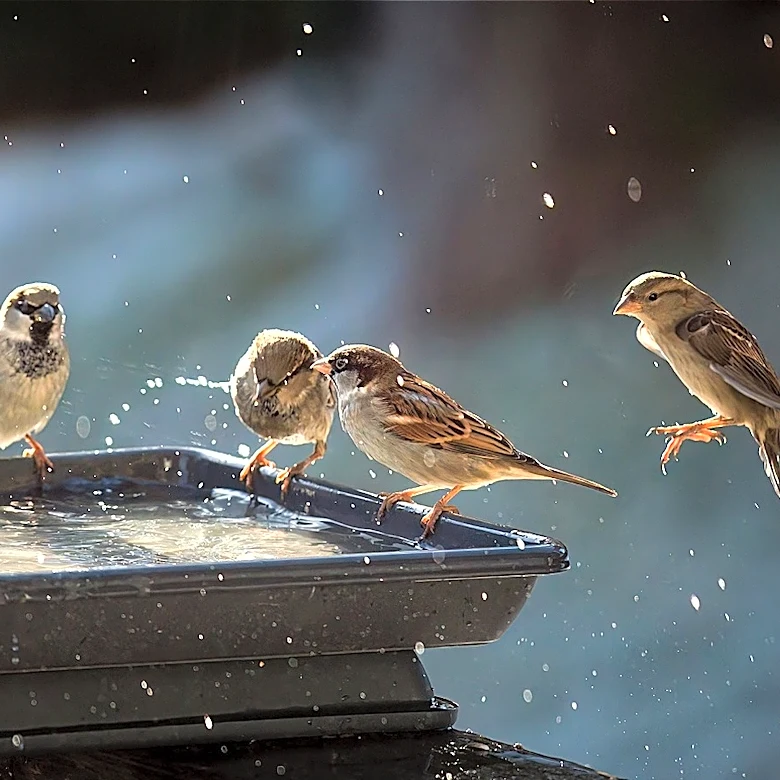 What Color Should Bird Baths Be To Attract The Most Birds?