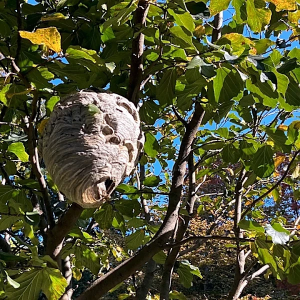 Is It Okay To Hose Down A Hornets Nest?