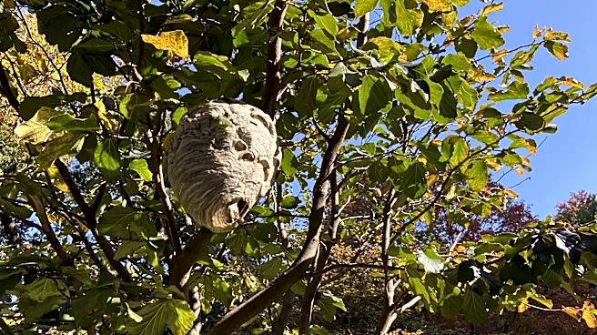 Is It Okay To Hose Down A Hornets Nest?
