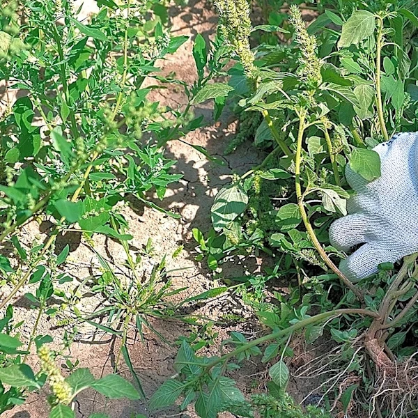 Cut Through Weeds Easily Without Digging Using A Heavy-Duty, Multipurpose Tool