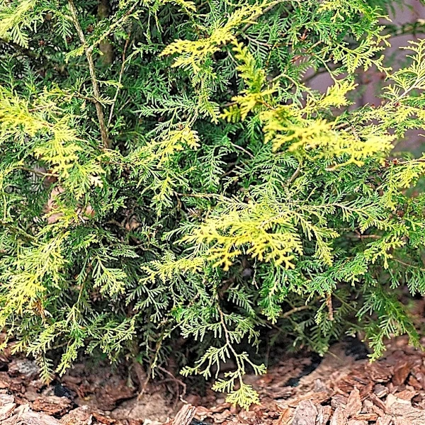 Say Goodbye To Traditional Mulch: Use This Golden Perennial For Fewer Weeds Under Trees & Shrubs