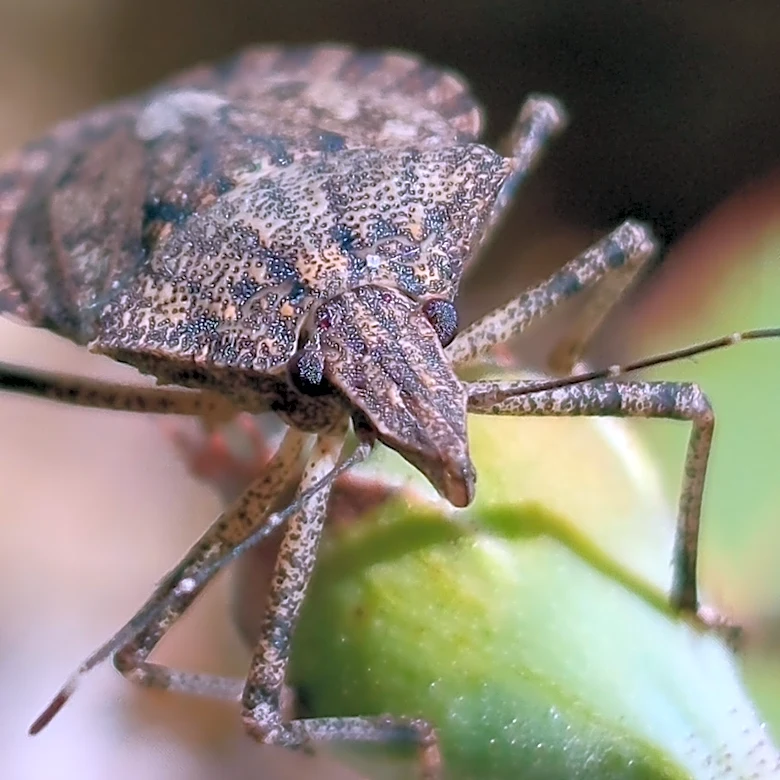 How To Trap Stink Bugs With A Simple Solution You Already Own