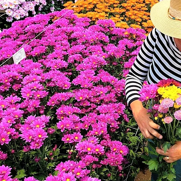 Forget Mums: The Bright Purple Alternative For Your Container Garden