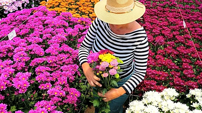 Forget Mums: The Bright Purple Alternative For Your Container Garden