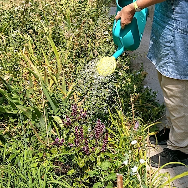 The Drought-Tolerant Shrub With Fragrant White Flowers To Plant In Your Yard