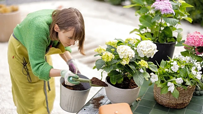 The Hydrangea Companion Plant That Makes Their Blooms Pop