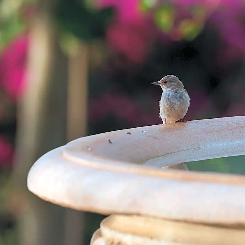 Protect Bird Baths & Fountains From Mosquitoes With A Simple Solution From Lowe's
