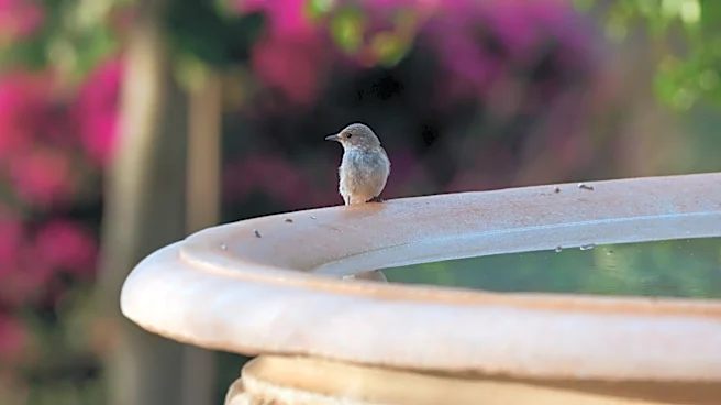 Protect Bird Baths & Fountains From Mosquitoes With A Simple Solution From Lowe's