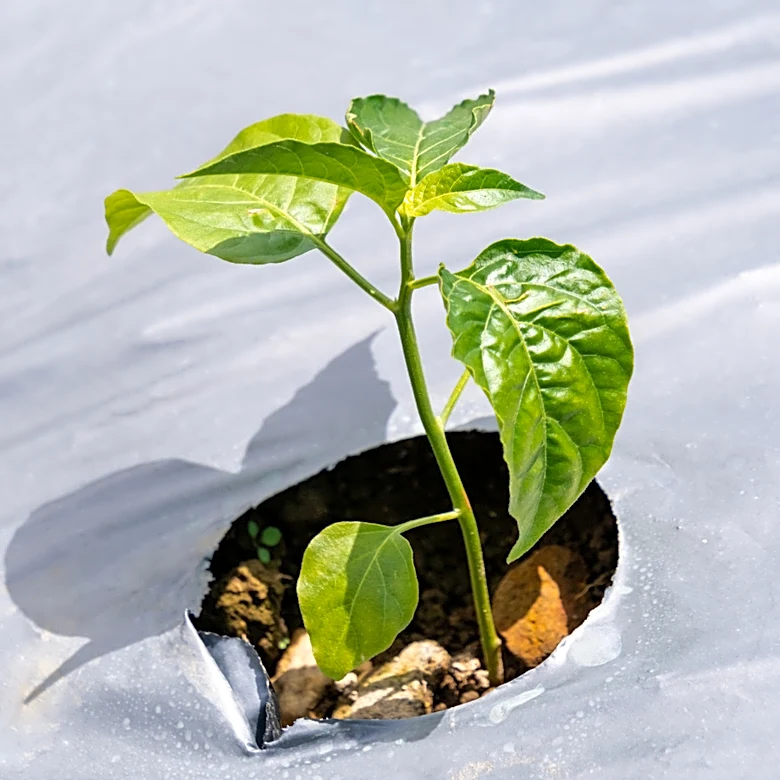 Why There's Simply No Need For Plastic Mulch Anymore
