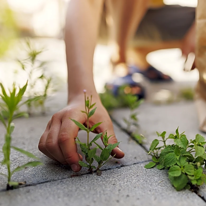 Will Weeds Come Back After Pulling Them Out?