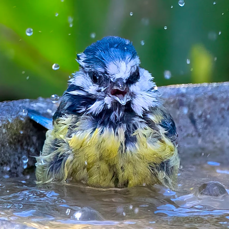 Goodbye Traditional Bird Baths — The Heavy-Duty Lowe's Find That Doubles As Rustic Garden Decor