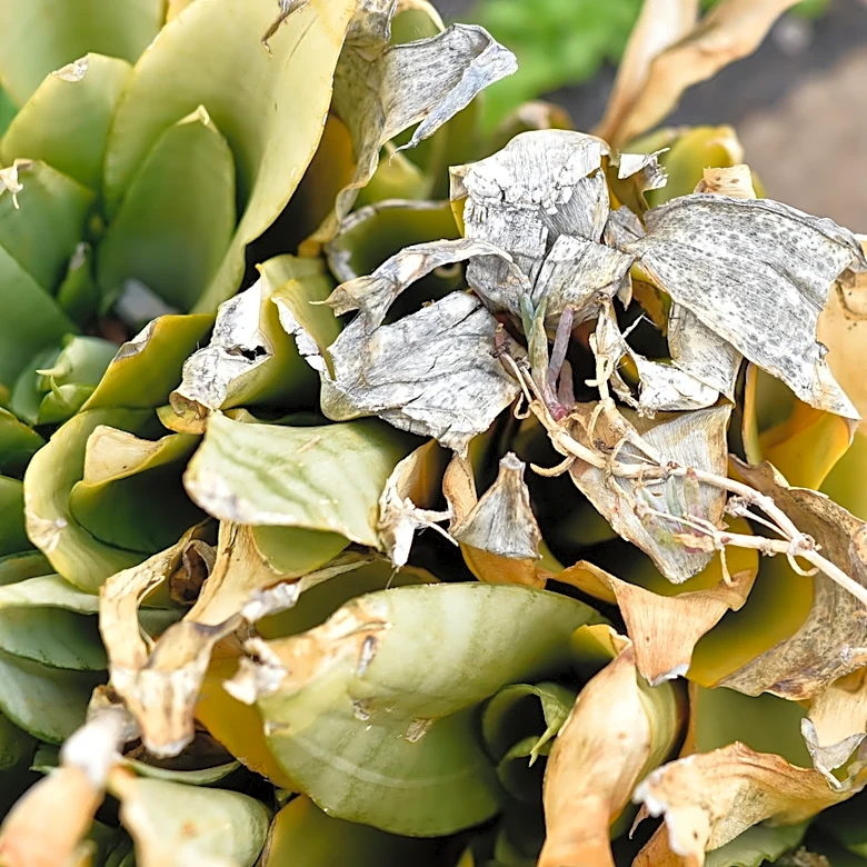 No More Crusty, Dusty Succulents: How To Remove Dead Leaves And Keep Them Thriving