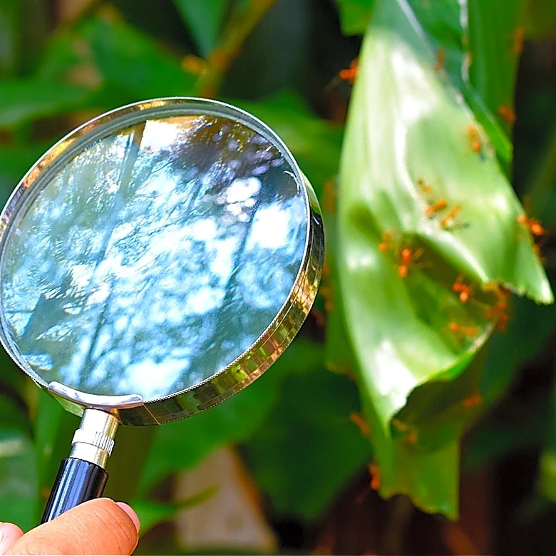 Easily Remove Ants From Your Lawn With An Eco-Friendly Find From Home Depot