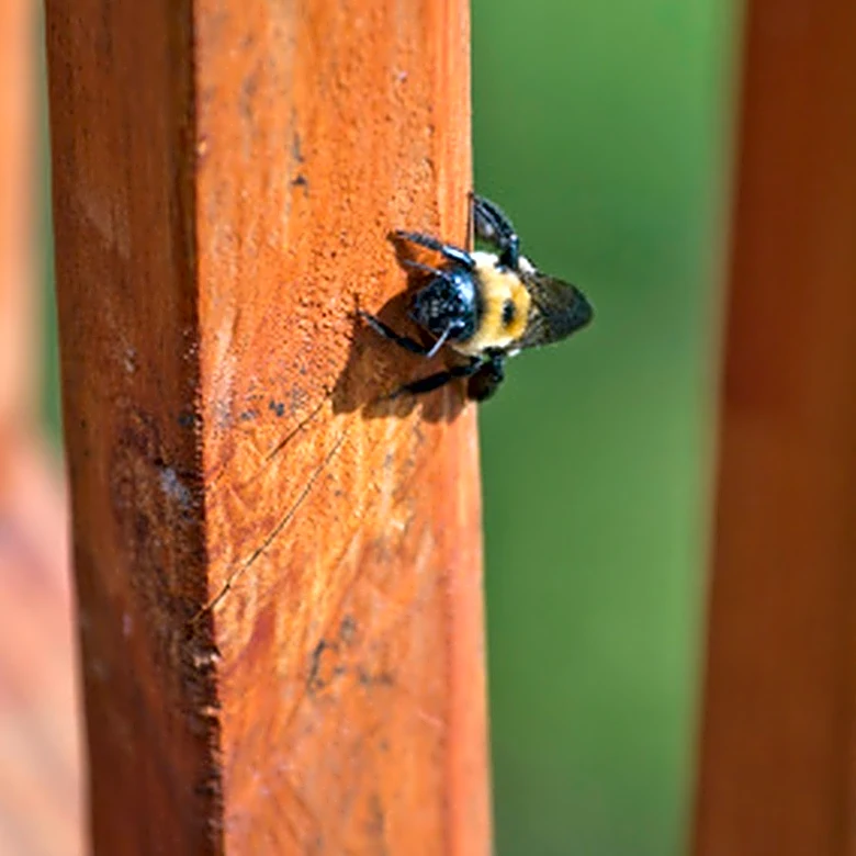 The Right Wood Choice Can Keep Carpenter Bees Away From Your Home