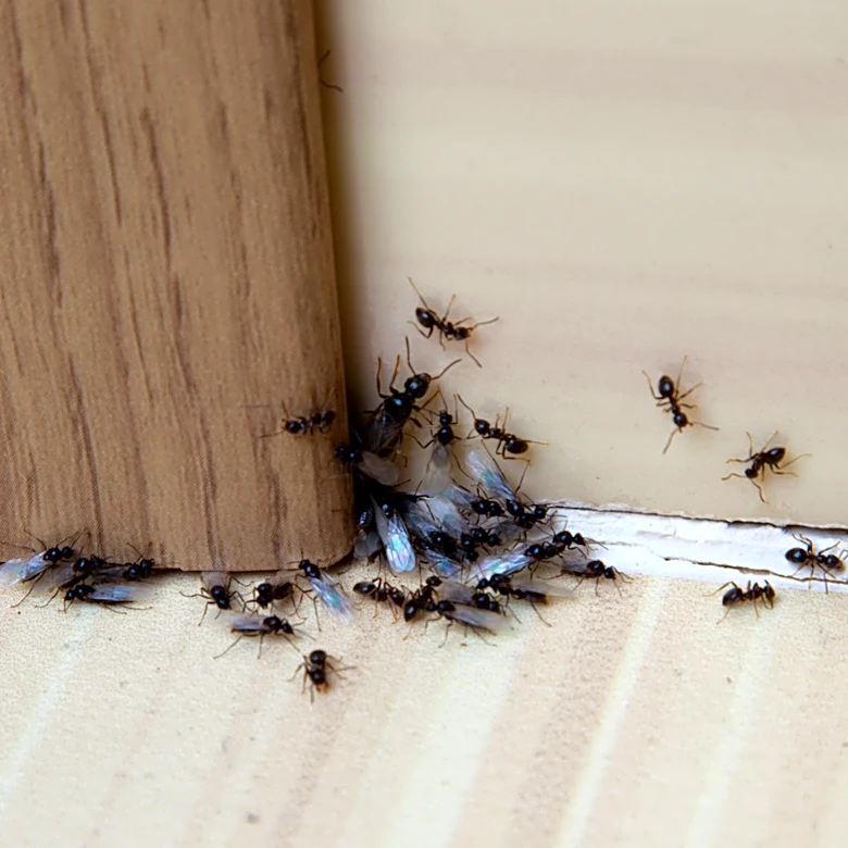 How To Trap Bugs With A Chemical That's Already In Your Garage