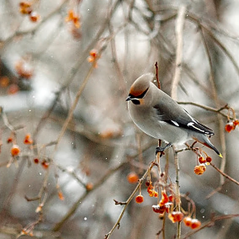 No Tricky DIY: The Easiest And Most Affordable Bird Feeder You Can Make