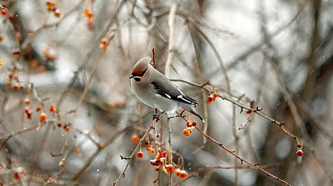 No Tricky DIY: The Easiest And Most Affordable Bird Feeder You Can Make