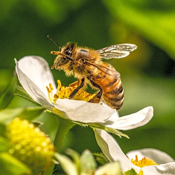 Stop Tossing Tin Cans And Paper: Turn Them Into A Hanging House For Bees