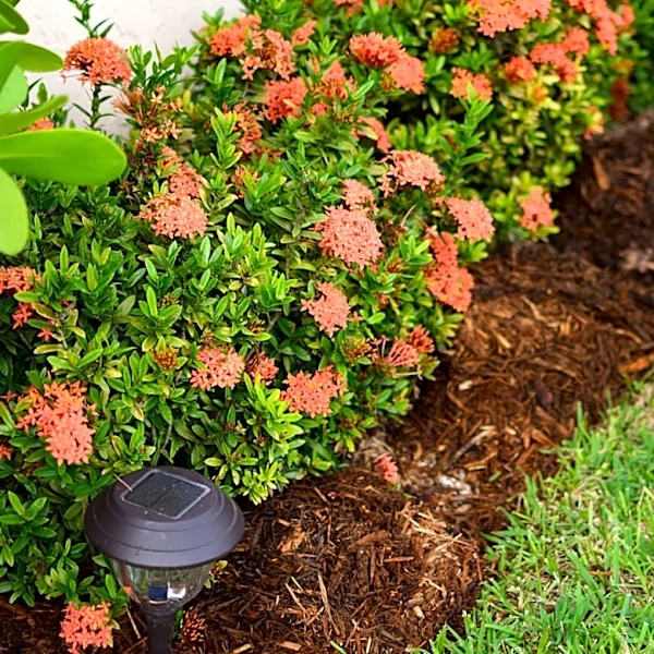 Say Goodbye To Traditional Mulch: The Fast-Growing Succulent That Can Help Suppress Weeds