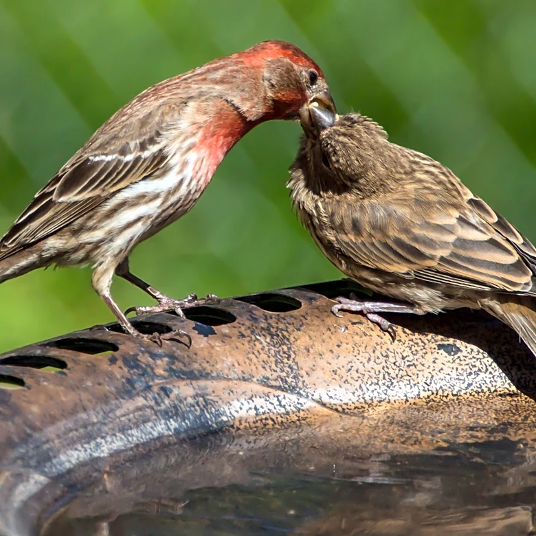 Make The Switch To Hanging Bird Baths With This Solar Amazon Find