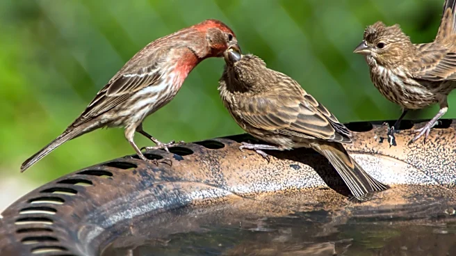 Make The Switch To Hanging Bird Baths With This Solar Amazon Find