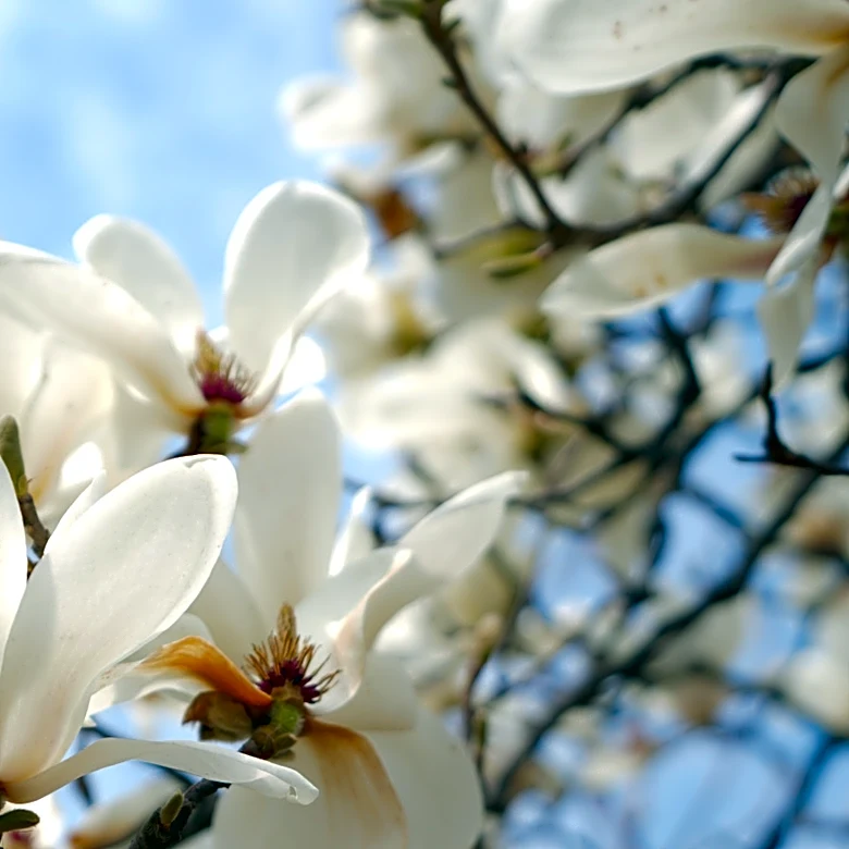 Not Magnolias: The Beautiful Tree Filled With Fresh-Smelling White Flowers