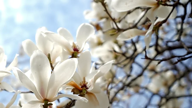 Not Magnolias: The Beautiful Tree Filled With Fresh-Smelling White Flowers