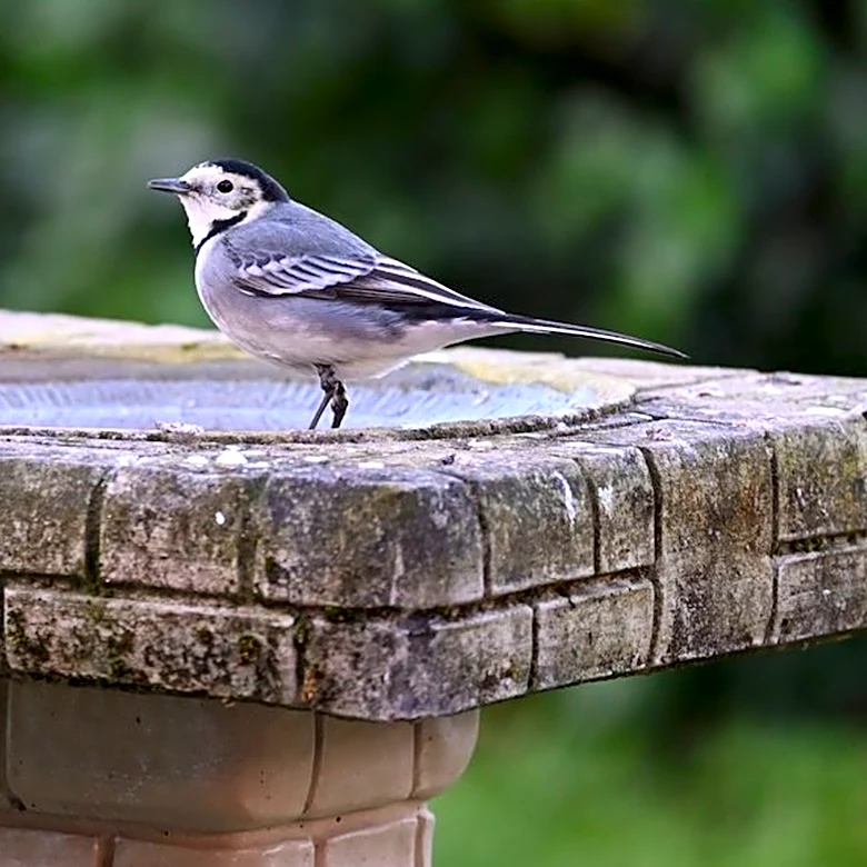 How To Prevent Concrete Bird Baths From Cracking And Leaking With A Solution From Amazon