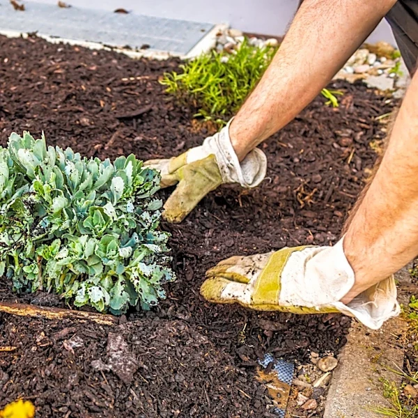 Does Mulch Eventually Turn Into Soil?