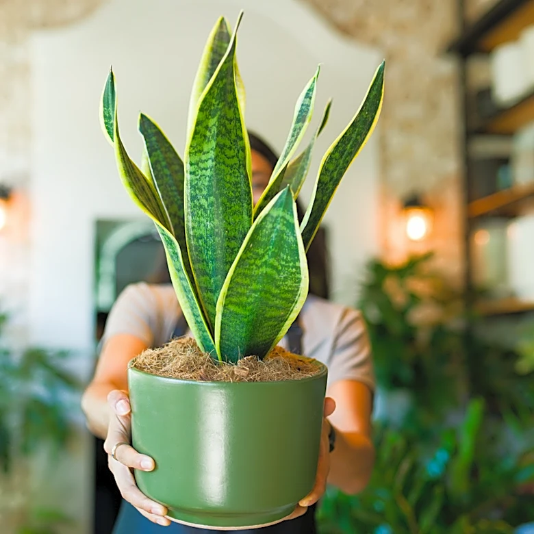 If You Want Healthy, Thriving Snake Plants, Avoid These Fertilizers