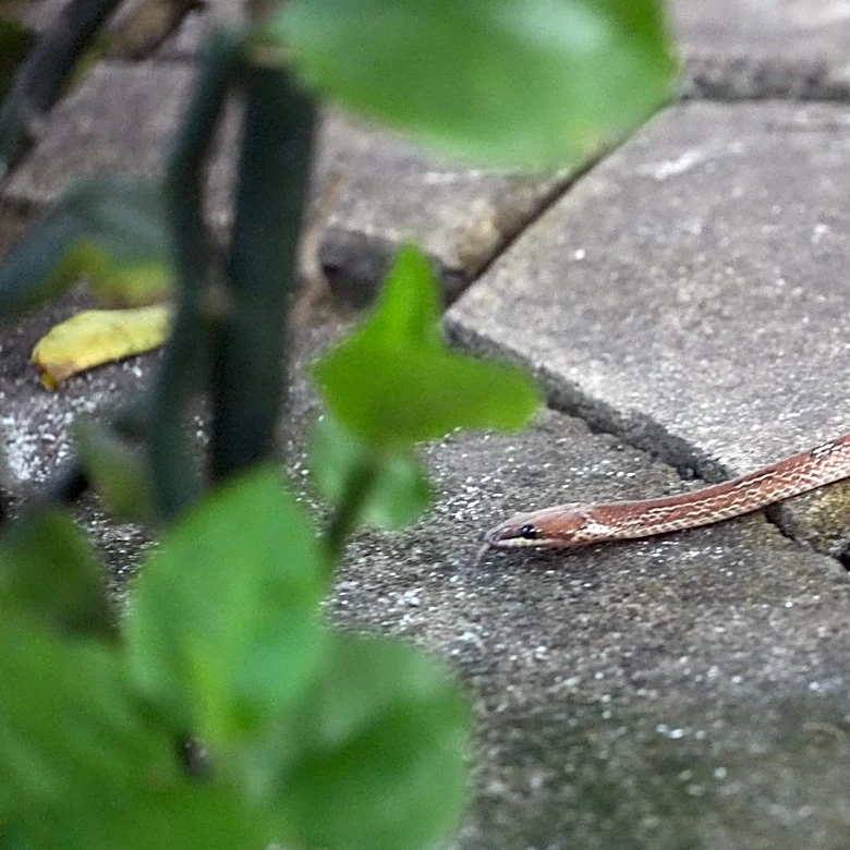 What To Do If There's A Snake In Your Screened-In Patio