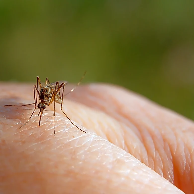 How To Prevent Mosquitoes In Your Yard The Disney World Way