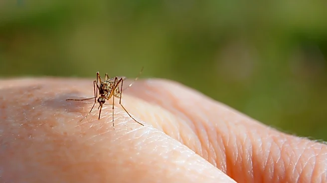 How To Prevent Mosquitoes In Your Yard The Disney World Way