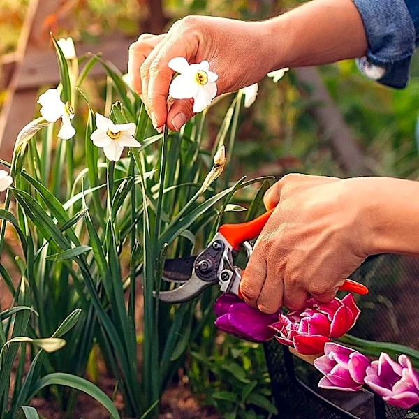 15 Uncommon Daffodils To Plant In September For A Gorgeous Spring