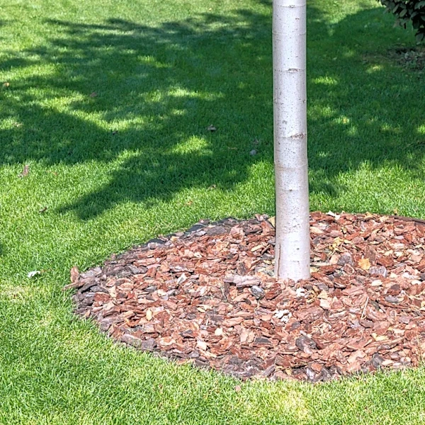 What Is The 3-3-3 Rule For Applying Mulch Around Trees?
