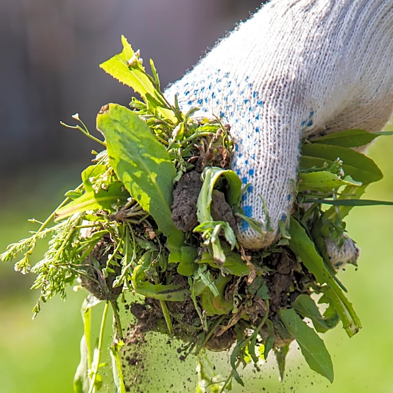 Skip Hand-Pulling And Manual Tools: Remove Weeds With A Powerful Find From Amazon