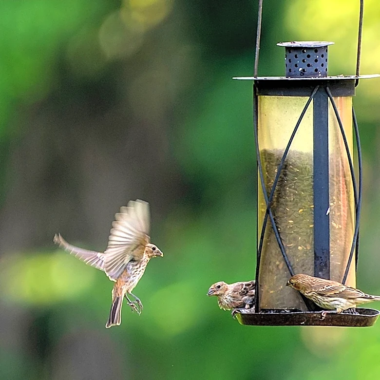 Use This Bathroom Staple To Make Hanging Bird Feeders A Breeze