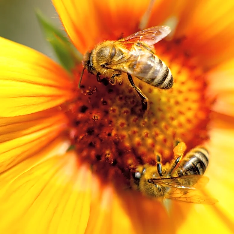 Give Bees A Place To Stay For Fall And Winter With This Hanging Hotel Find