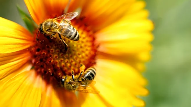 Give Bees A Place To Stay For Fall And Winter With This Hanging Hotel Find
