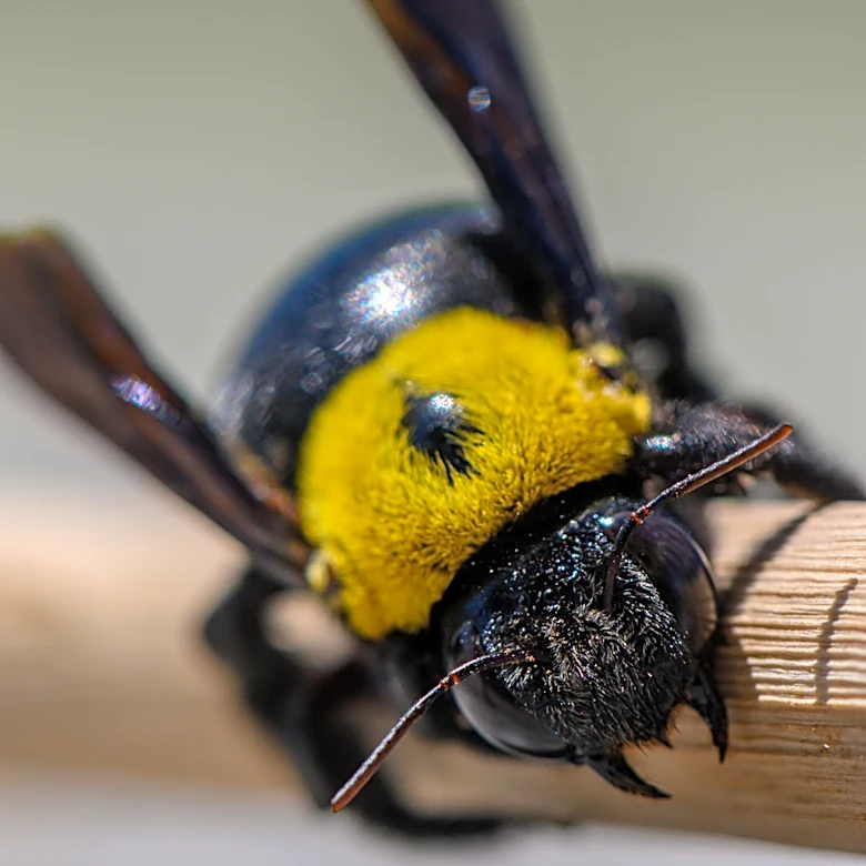 Not Just Insecticide: Deter Carpenter Bees With A One-And-Done Solution