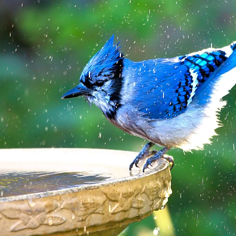 How To Prevent Grimy Buildup In Your Bird Baths (It's Not Vinegar)