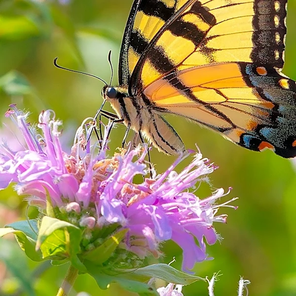 Not Bee Balm: The Plant That'll Fill Your Yard With Minty Fresh-Smelling Flowers