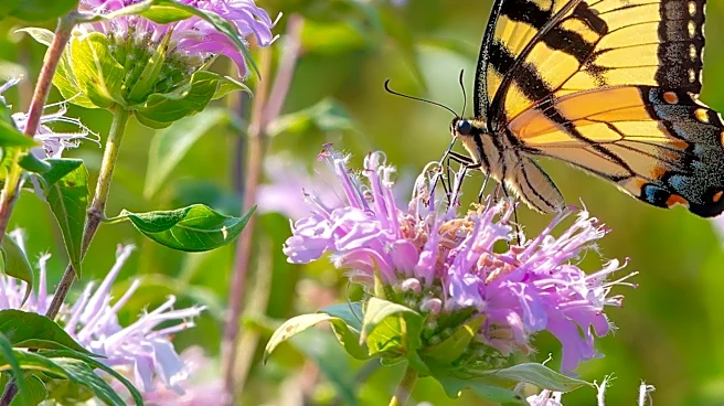 Not Bee Balm: The Plant That'll Fill Your Yard With Minty Fresh-Smelling Flowers