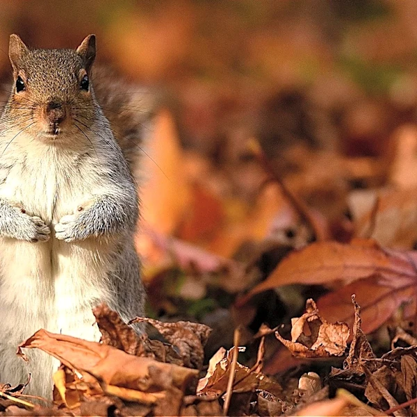 The Fall-Planted Bulb Squirrels Won't Touch