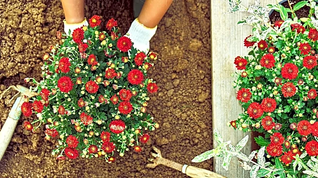 Not Mums: The Hardy Perennial You Could Be Planting In September For Fall Color