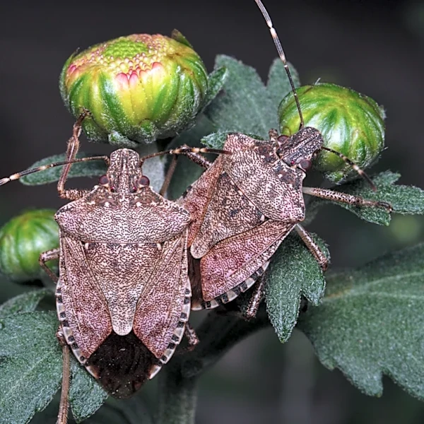 What To Do If You Find Stink Bug Eggs