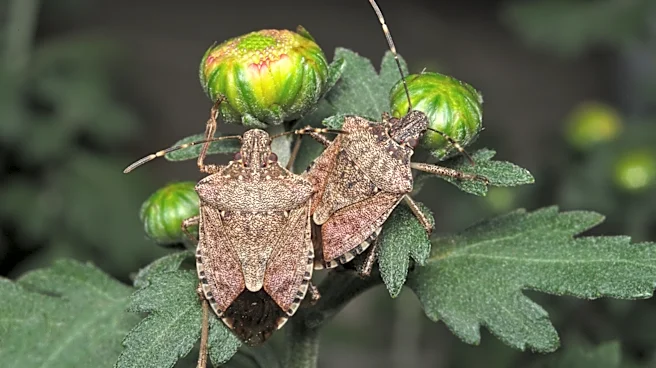What To Do If You Find Stink Bug Eggs