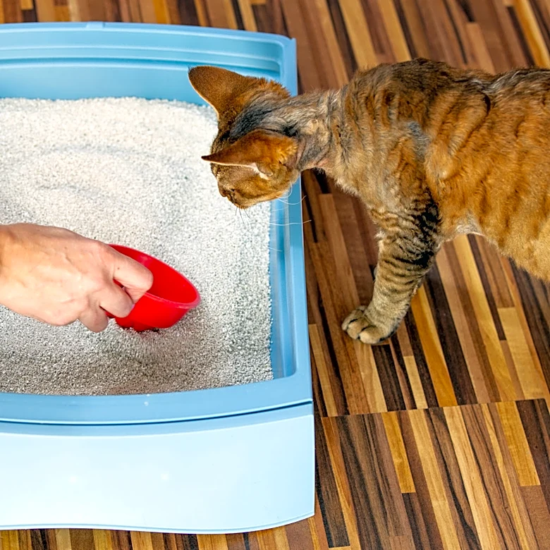 Turn Empty Litter Containers Into A Useful Fall Garden Essential
