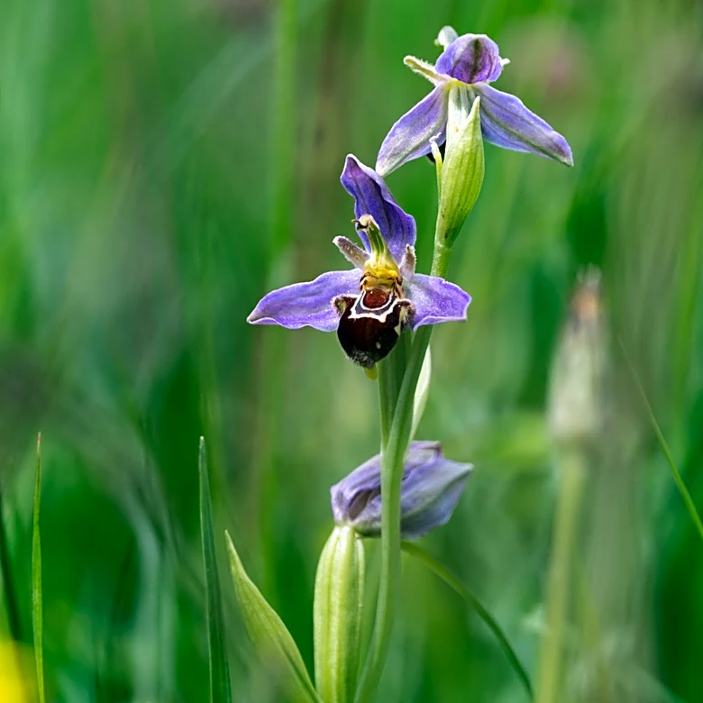 The Beautiful Orchid That Looks Like The Bees It Attracts