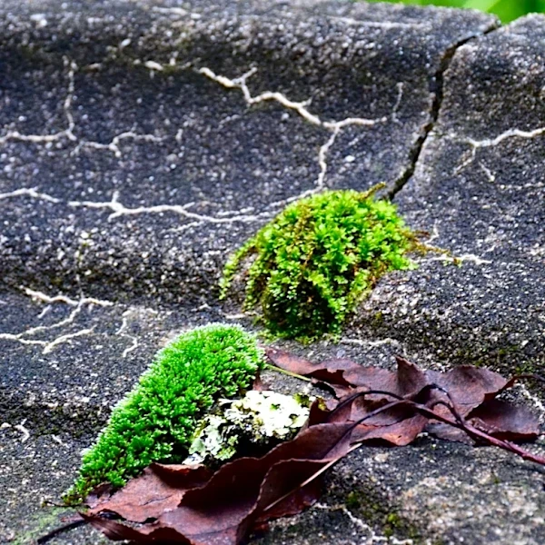 Forget Caulk: Give Bird Baths Better Protection With An Alternative From Amazon
